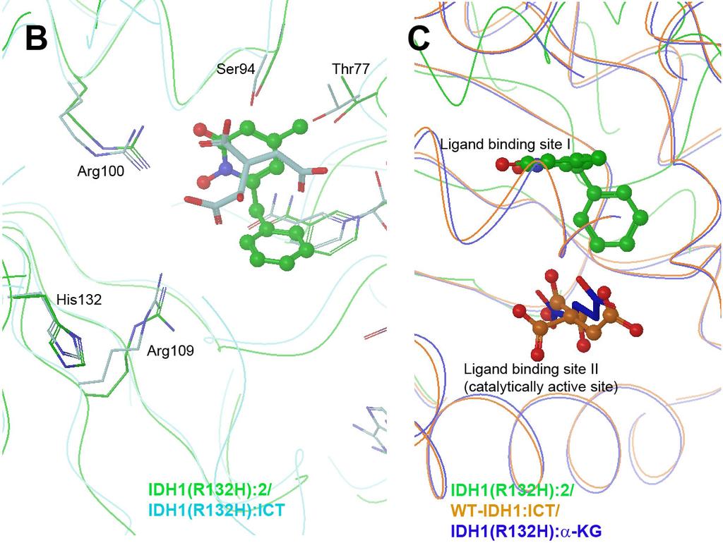 showing that ICT binds to the ligand binding site I in IDH1(R132H), while it binds to the site II in WT IDH1.