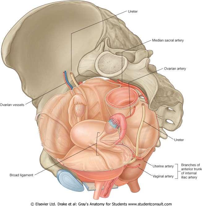 Areas of Injury Bladder: Posterior bladder wall above trigone Ureter Crosses beneath uterine vessels At pelvic