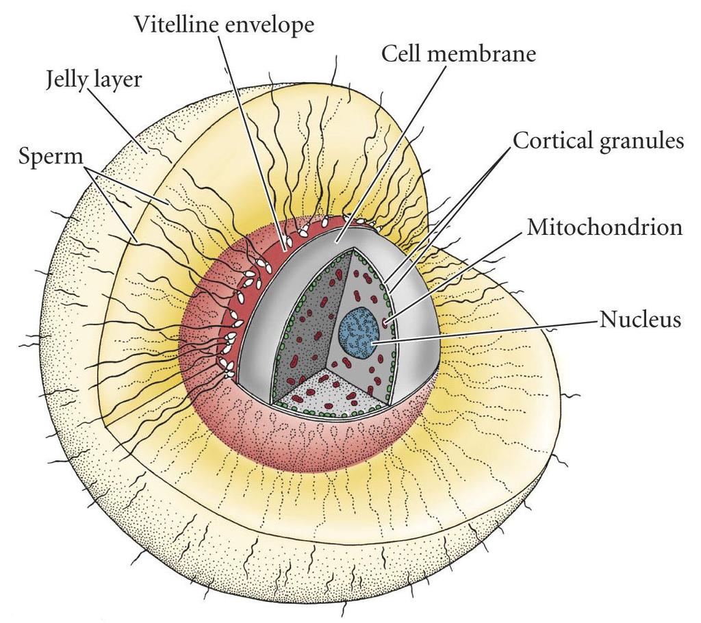 Sea Urchin Egg Structure Volume: 2 x 10 4 mm 3 (200 picoliters) > 200 X sperm volume cell membrane fusion with sperm cell membrane regulates ion flow extracellular