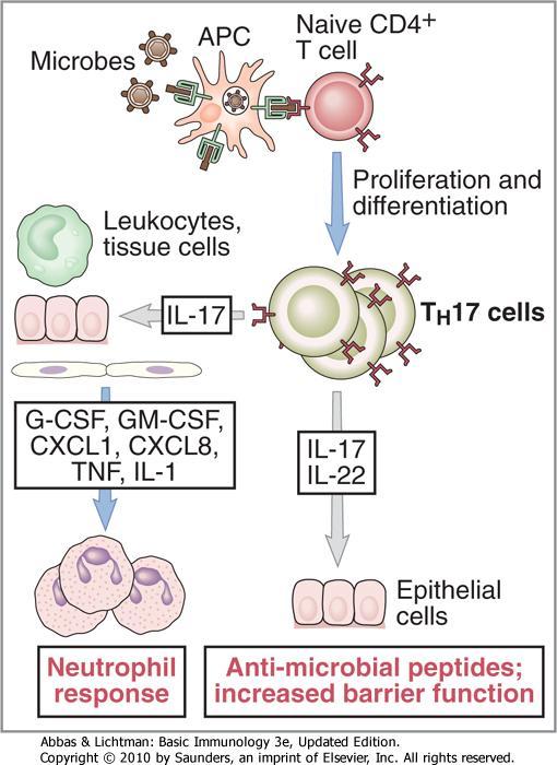 (TGF-, IL-6, IL-23) Th-17 lymphocytes Discovered in 2009.