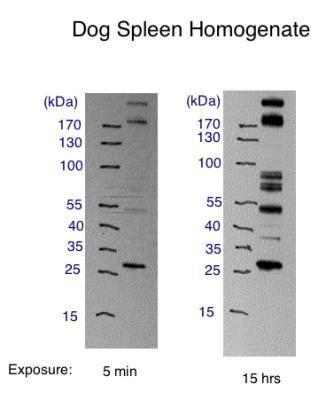 Western Blot: CD4 Antibody [NBP1-19371] - Dog spleen homogenate. Probed with anti-cd4 and anti-cd8.