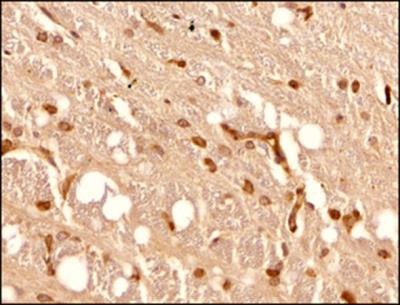 Immunohistochemistry-Paraffin: CD4 Antibody [NBP1-19371] - Analysis of a formalin fixed paraffin embedded tissue section of mouse
