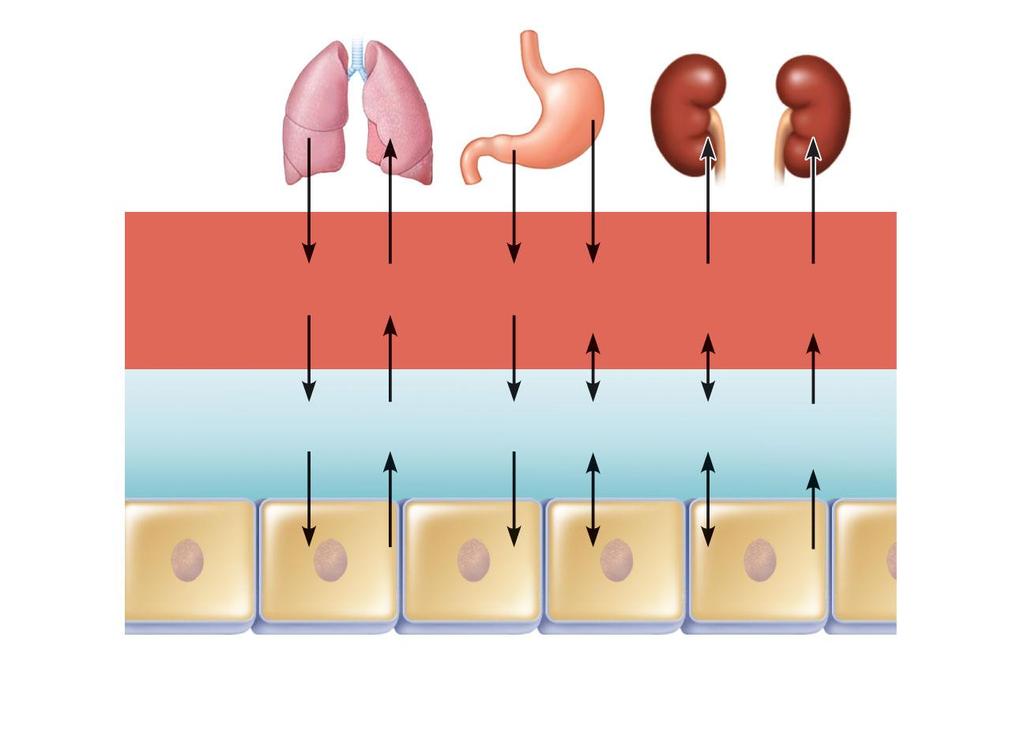 Cells receive nutrients and other solutes by way of fluids filtered through capillary walls Lungs Gastrointestinal tract Kidneys Blood plasma O 2 CO 2