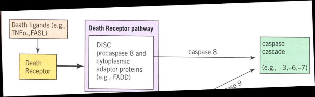 Death receptor pathway (extrinsic