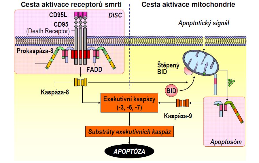 Integration between the death receptor and mitochondrial pathway Death receptor pathway Mitochondrial pathway