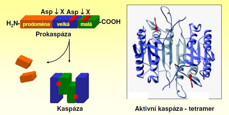 Caspases Caspase cystein-containing aspartate proteinases Initiator caspases 2,8,9 Execution