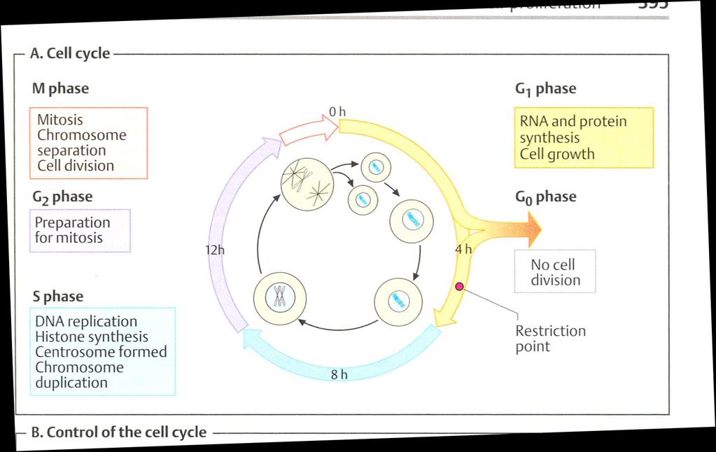 Cell Cycle Control point Cyclin B Cdk1 Cyclin D Cdk4 Cdk6 Cyclin A Cdk2