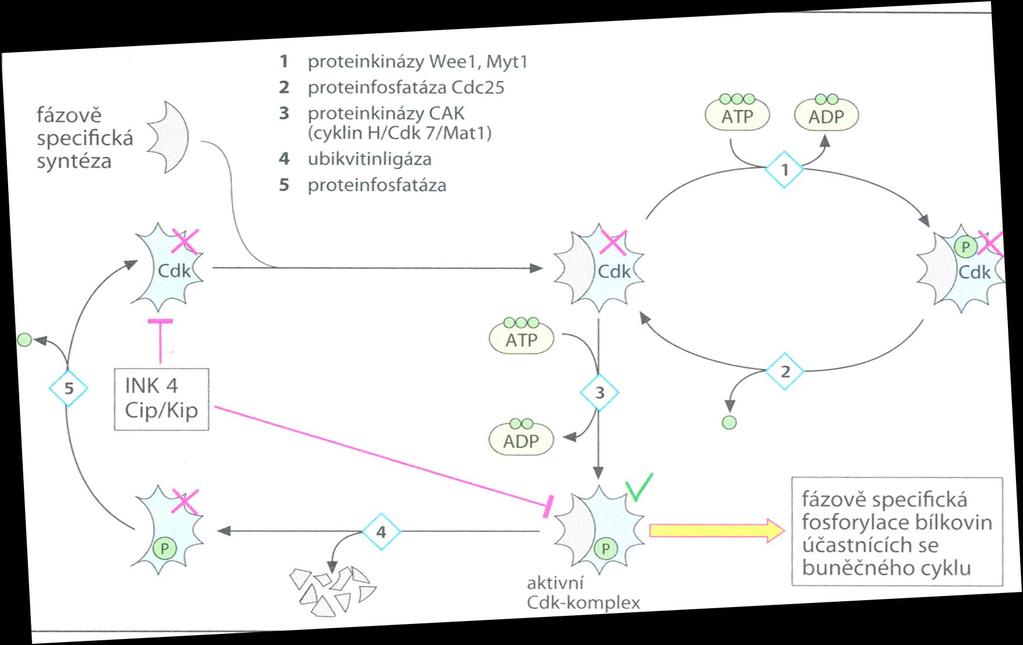 Regulation of Cell Cycle 1.
