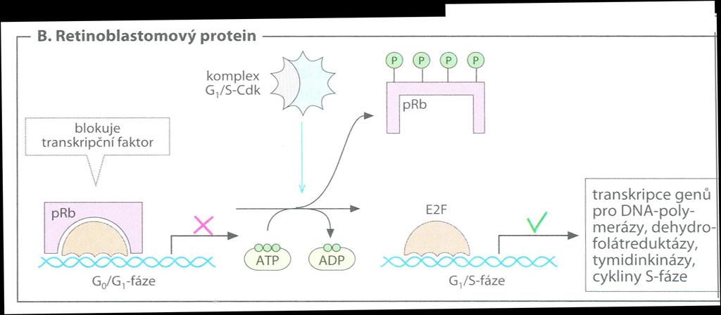 Regulation of Cell Cycle 2.
