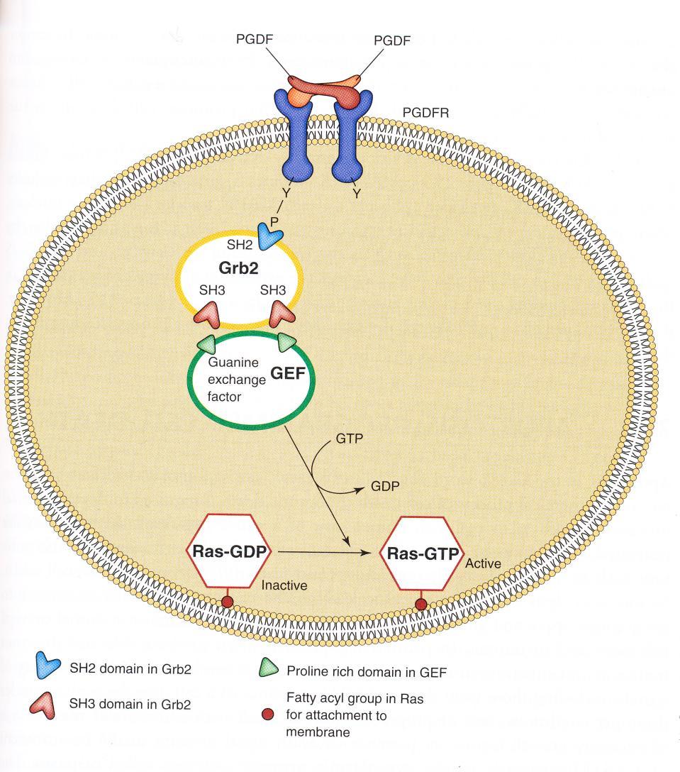 Regulation of Cell Cycle 4.