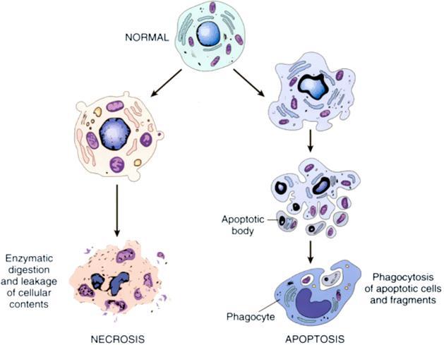 Apoptosis Programmed cell death Elimination of unwanted cells - embryonic development - diseased cells, - tumor cells, - cells with irreparably damaged DNA shrinking of