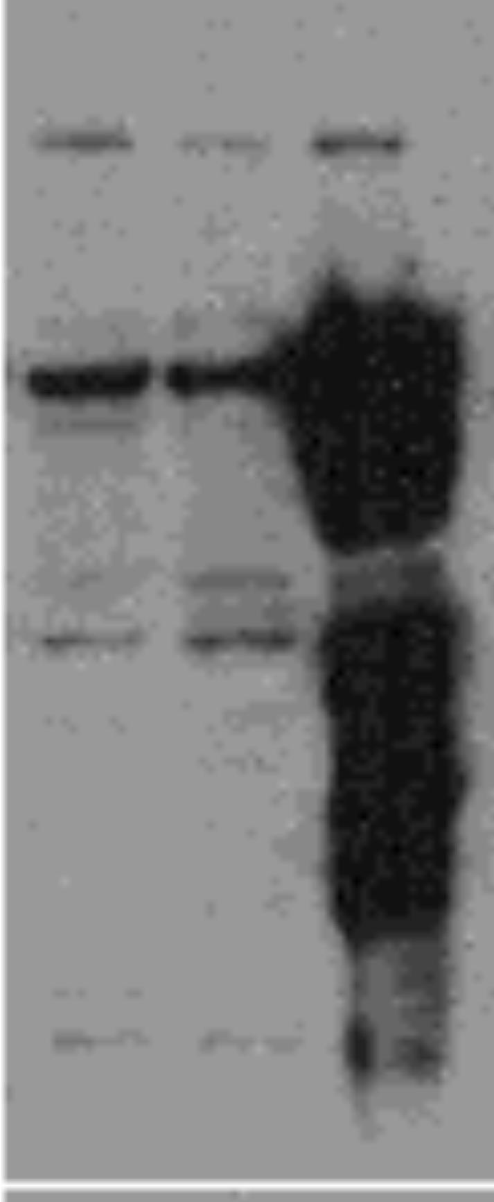 expression construct (positive control for Notch overexpression). Fig 2A 1 2 3 4 Western blot analysis for Jagged-1 overexpression.