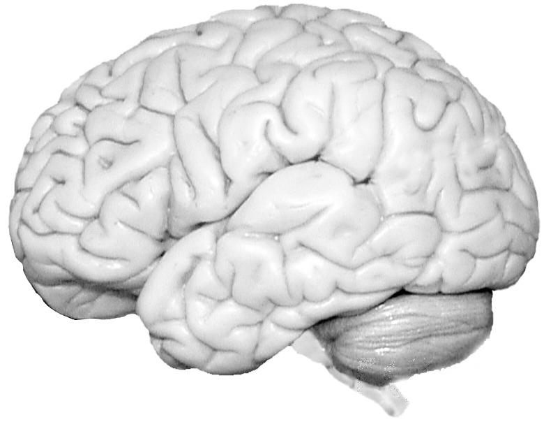 The neocortex is an elaboration of the foremost