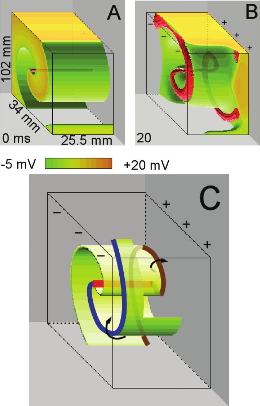 C: Activation of the surface hyperpolarized by the shock. See Figure 2 legend for details. D: Color-coded transmembrane voltage at the surface and the isosurface of the cutoff level.