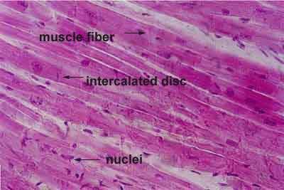connective tissue. This layer merges with the endomysium and contains the arteries of the heart, the coronary arteries, that are the first branch of the aorta 16, and nerve fibers 2. Figure 3.