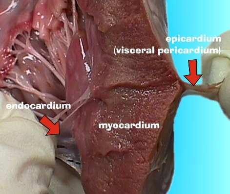 44 Histology of the myocardium The myocardium represents the major part of the heart wall, containing the striated muscle fibers that enable the heart to contract and thereby pump blood through the
