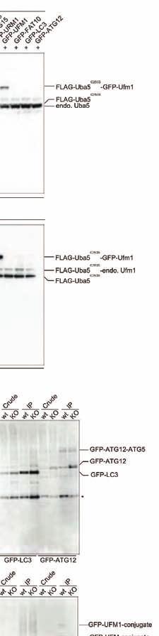 FLAG-Uba5 C250S together with each GFP-UBL were expressed in HEK293T cells.