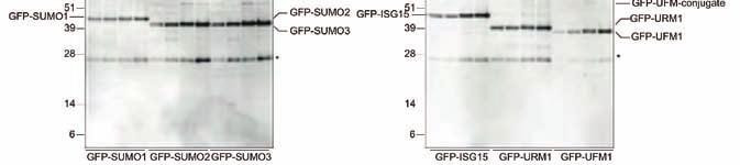 (MEFs). GFP-tagged UBLs were expressed in wild-type or Uba5-deficient MEFs.