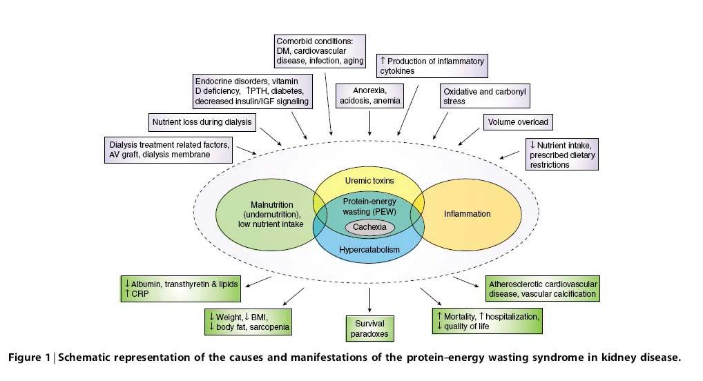 Schematic representation of causes and manifestations of PEW