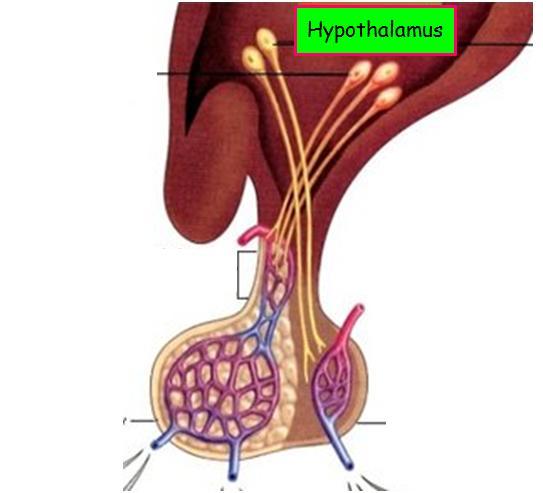 Response to Hypocortisolism (Hypoadrenalism) Acute