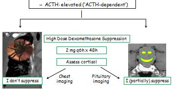Labs with high cortisol and ACTH. Next diagnostic study? A. Chest CT scan B.