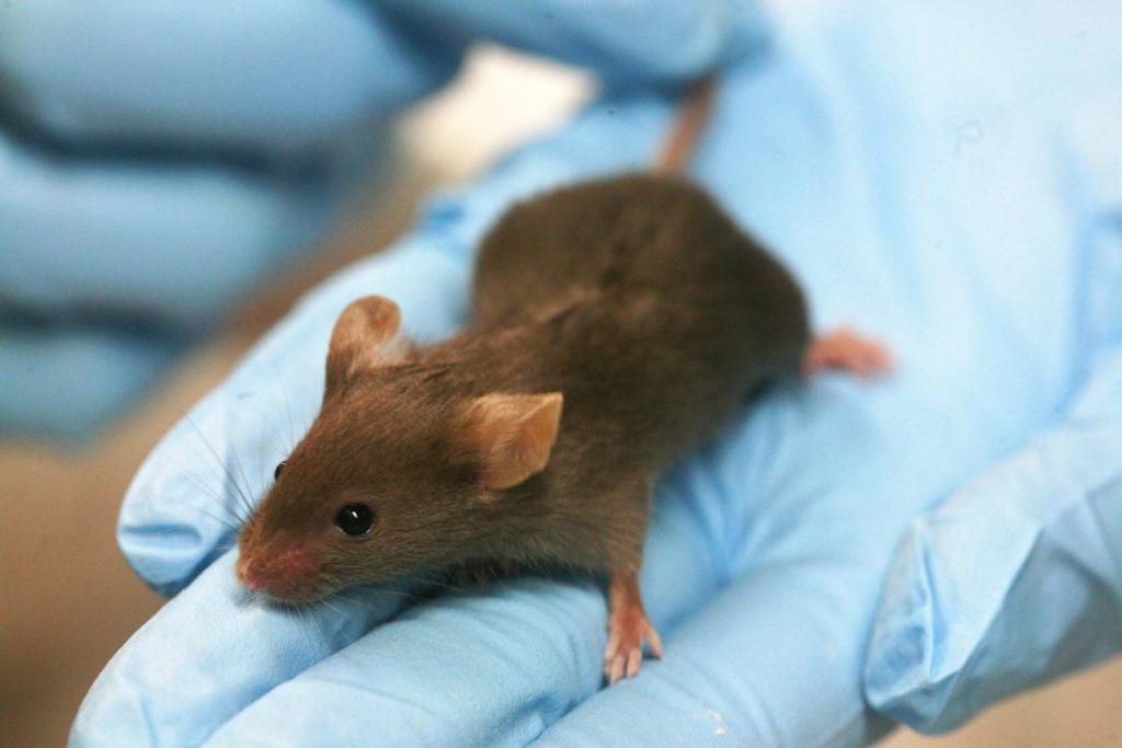 We commonly use mice as laboratory models.