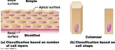 communication Epithelial Tissue: General Features Closely