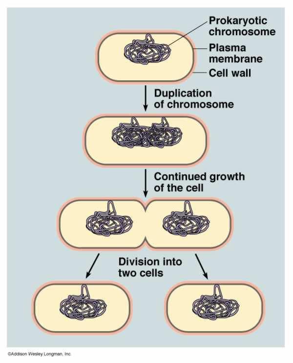 CELL DIVISION Prokaryotes bacteria Binary fission splitting in two chromosome is copied cells grow twice its size