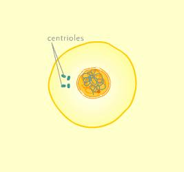 Interphase period of growth & development longest period of cell s life chromatin present in the nucleus & centrioles
