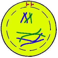 MEIOSIS I (separation of chromosome pairs) 1.