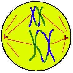 2. Metaphase I Tetrad lines in