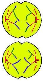 3. Anaphase II Chromosomes separate to form