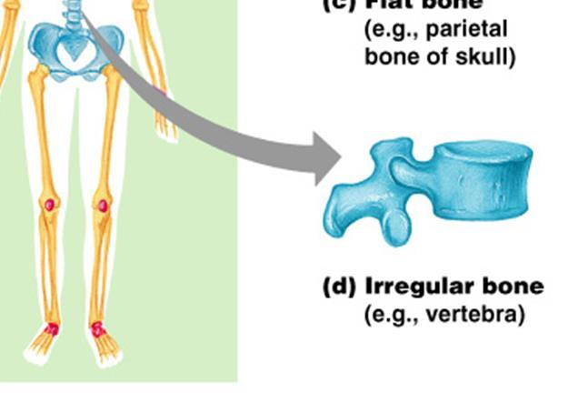 Classification of Bones Irregular bones Irregular shape Do not fit