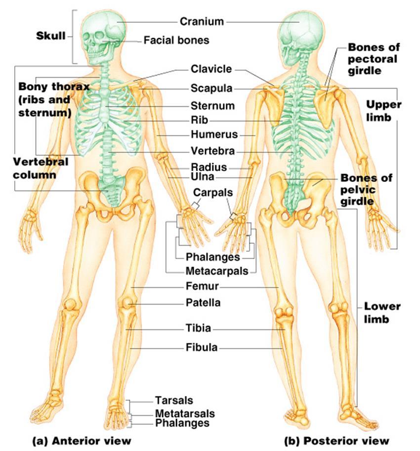 The Appendicular Skeleton Limbs