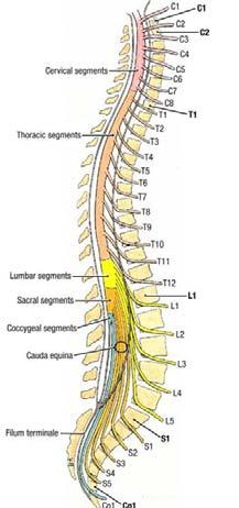 From the T1 pair downward, each pair of nerves is named according to the
