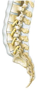 For example, the L2 spinal nerves pass through the intervertebral foramina