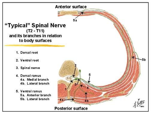 The DORSAL ROOT (sensory root) of a spinal nerve arises from the