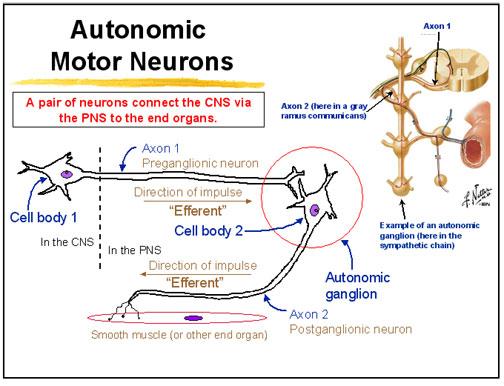 Sensory Neuron The cell body is located in a sensory ganglion.