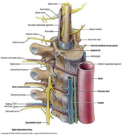nglion (e.g. dorsal root ganglion) Receptor Dorsal gray horn Dorsal root