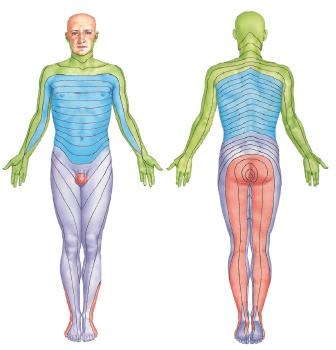 Dermatome A skin area supplied with sensation by a spinal nerve Dermatomes are circumferential on trunk.
