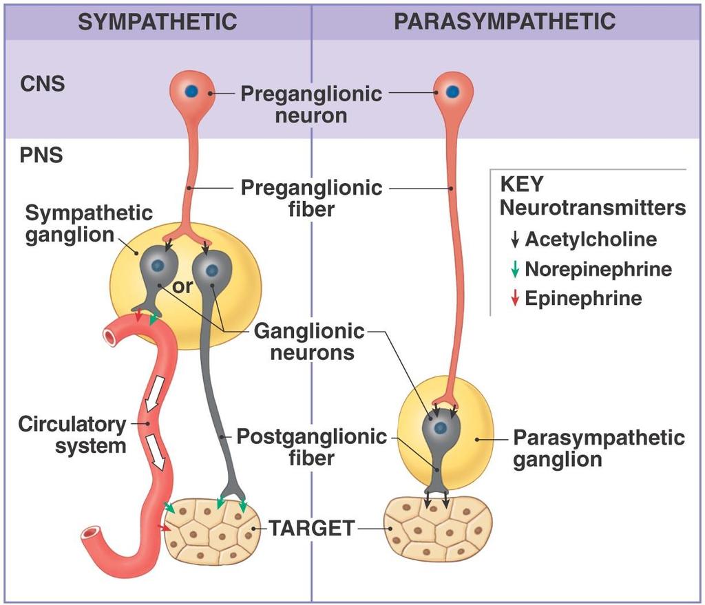 MRelationships between the Sympathetic and Parasympathetic Divisions
