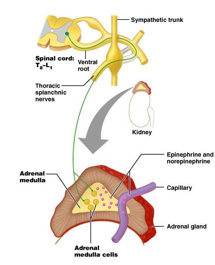 Sympathetic Pathways Synapse in adrenal gland Adrenal gland (on top of each kidney) is a major organ of ANS T 8 -L 1 Release