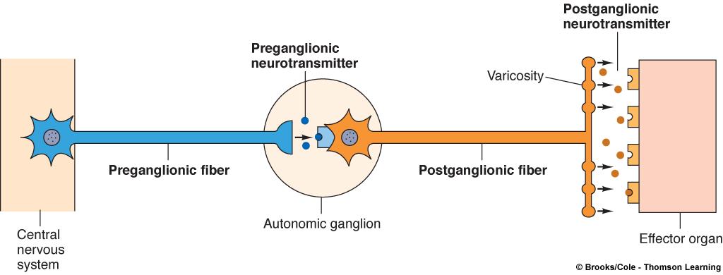 Neurotransmitters & Receptors of the ANS All preganglionic fibers of ANS release and all parasympathetic postganglionic fiber release acetylcholine (ACh) (cholinergic).