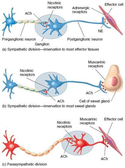 Cholinergic & Adrenergic Receptors All cholinergic receptors on the postganglionic neurons of sympathetic and