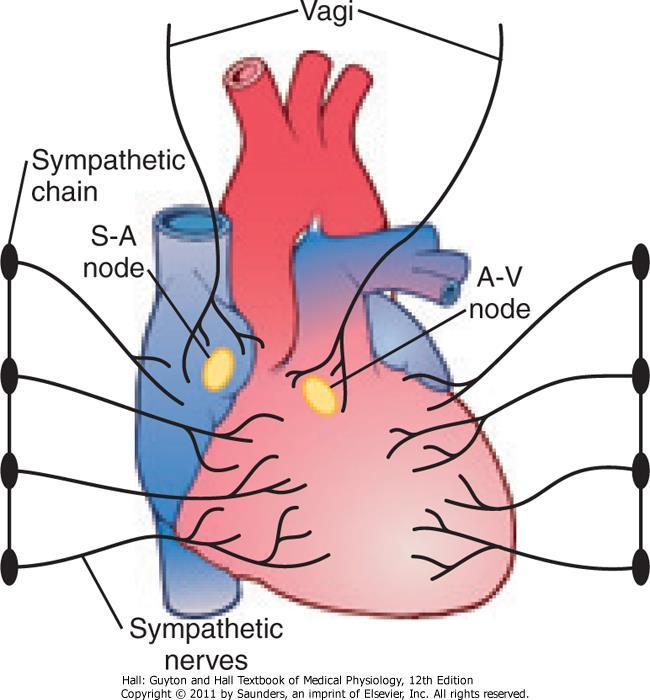 Effects of ANS on the Heart Effects of sympathetic S: Increase the heart rate and force of contraction Activation of β1-receptors by NE Increase permeability of Na + and Ca 2+ channels causing