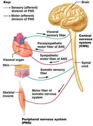 What is Autonomic Nervous System?