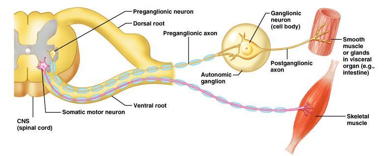 Comparison Between Autonomic and Somatic Motor Systems (intermedio-lateral horn) (ventral horn) Somatic motor system: One motor neuron extends from CNS to skeletal muscle Axons are thickly