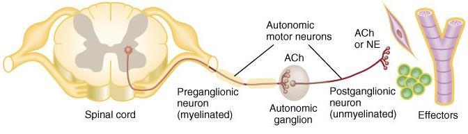 Basic Anatomy of the ANS Preganglionic neuron Cell body in brain or spinal cord Axon is myelinated (Aβtype) that extends to autonomic ganglion Postganglionic neuron Cell body