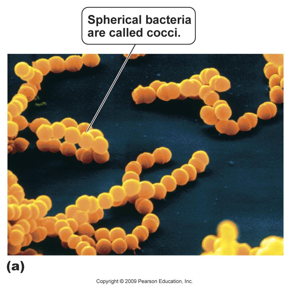 Domain Bacteria Characteristics Bacteria Shapes 5.