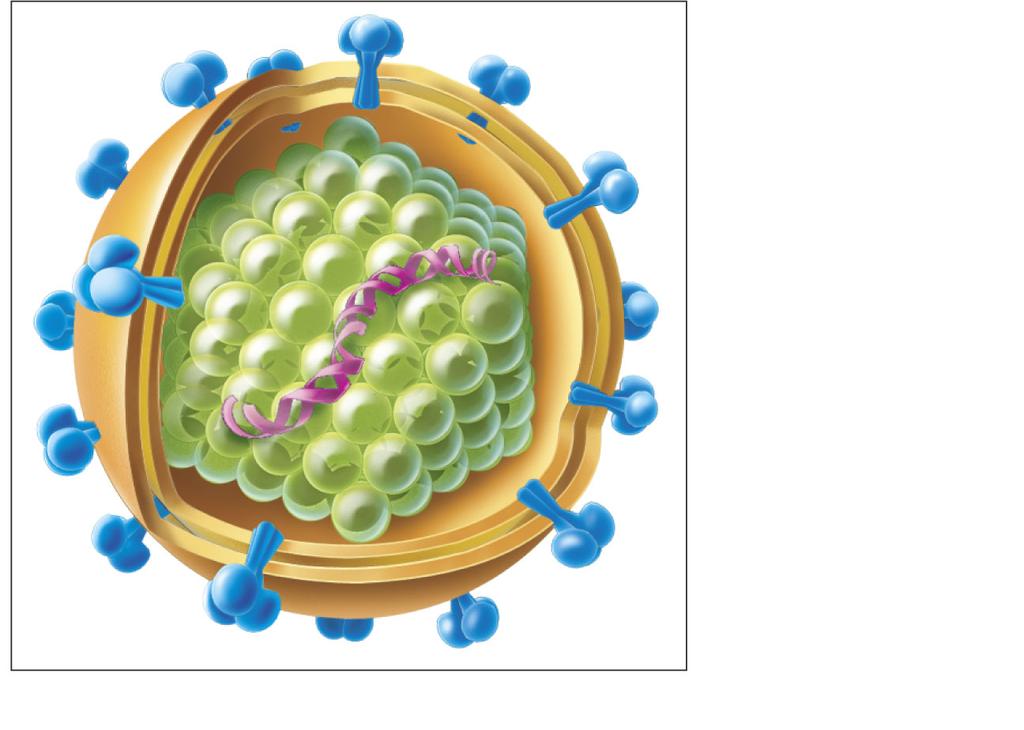 Typical Virus Virus Replication Steps Glycoprotein Envelope Capsid Viral DNA 1. Attach to a host cell. 2. Penetrate host cell by endocytosis. 3.